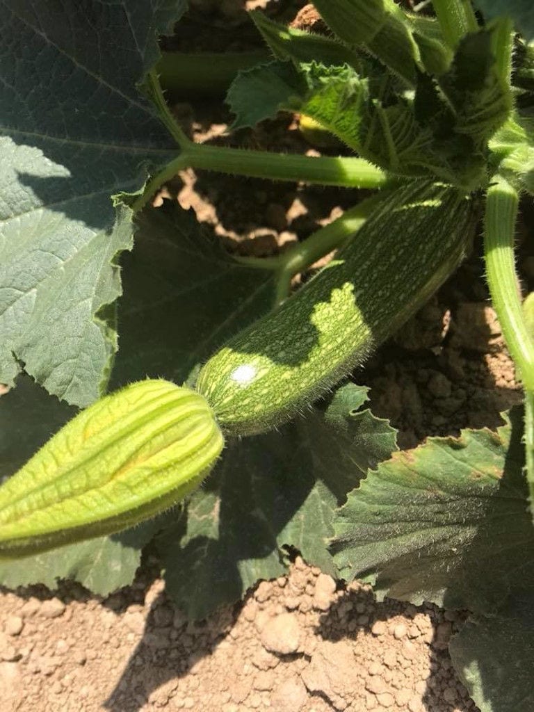close-up of pumpkin with yellow flower on his stalk at 'Narlis Farm' on the ground